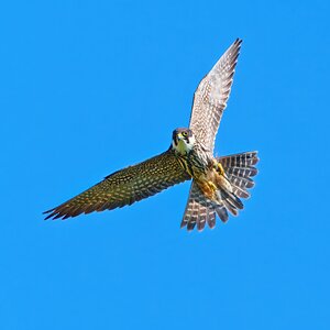 DSC04953 - Hobby.jpeg