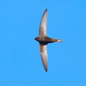 DSC04650 - Swift.jpeg