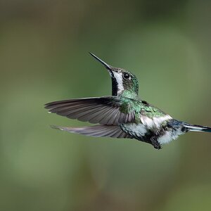 -Green-Thorntail_DSC2659-Edit.jpg