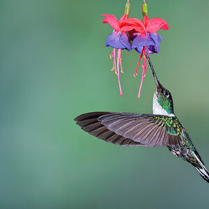 Collared Inca_DSC6637-Edit.jpg