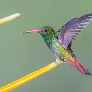 Rufous-tailed-hummingbird_DSC9796-Edit.jpg