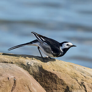 pied wagtail 2025_6.jpg