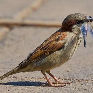 sparrow 2025.jpg