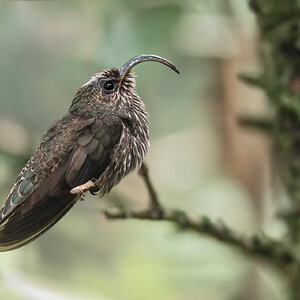 White-tipped-Sicklebill_DSC0205-Edit.jpg