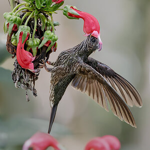 White-tipped-Sicklebill_DSC0836-2-Edit.jpg