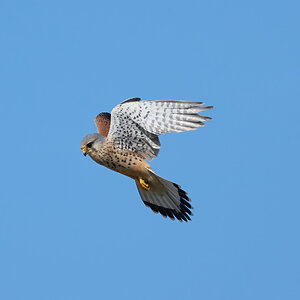 kestrel 2025 171.jpg