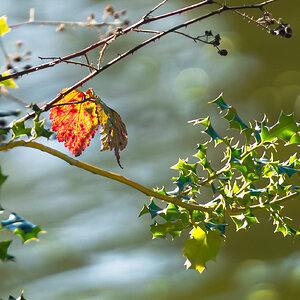 The leaf-1.jpg