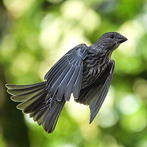 Sparrow2 FinalSM.jpg