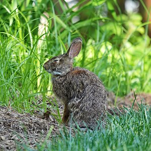 Hare FinalSM.jpg