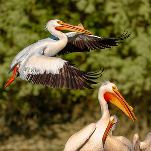 Pelican in Flight 04-30-2025 2.jpg