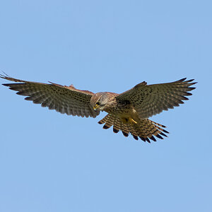 kestrel 2025 239.jpg