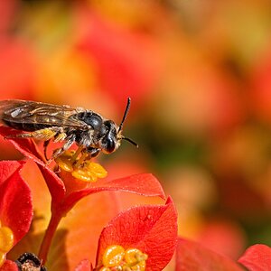 2025-05-21 5 images bee bee.jpg