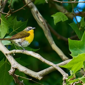 Yellow-Breasted Chat - 1st State - 05202025 - 04 - DN.jpg