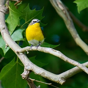 Yellow-Breasted Chat - 1st State - 05202025 - 01 - DN.jpg