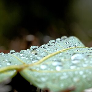 Drop