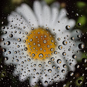Eclats de Fleurs.jpg
