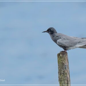 A7404196-Verbeterd-NR.jpg