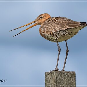 A7404247-Verbeterd-NR.jpg