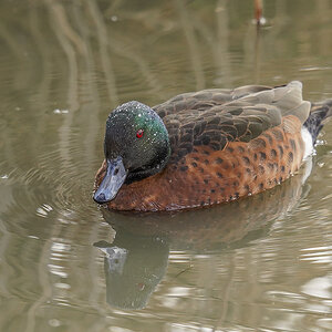 Few Spots 17-5-2025 (814).JPG