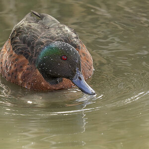 Few Spots 17-5-2025 (845).JPG