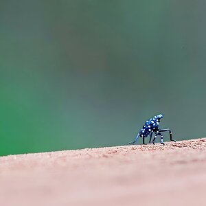 Bug2 Final.jpg