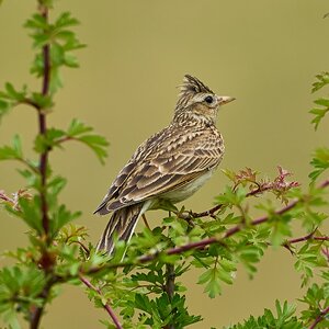 skylark  2025_3.jpg