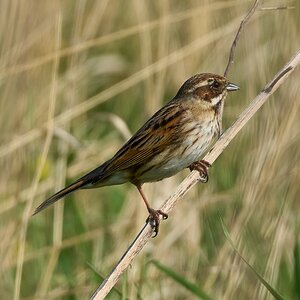 reed bunting 2025_16.jpg
