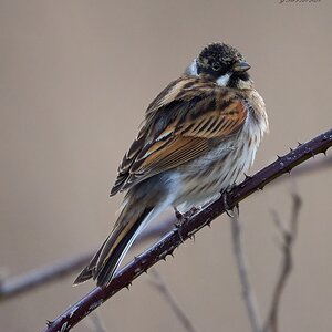 reedbunting 2025 23.jpg
