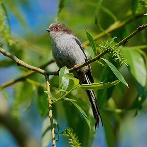 long tailed tit 2025_2.jpg