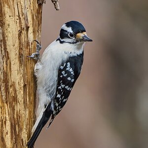 Downy Woodpecker - Ashland - 02022025 - 02 - DN.jpg