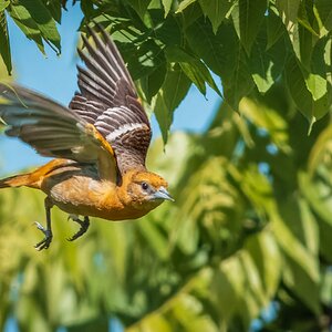 BaltimoreOriole02.jpg