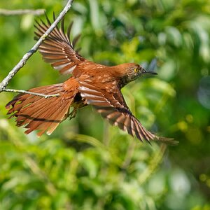 BrownThrasher02.jpg