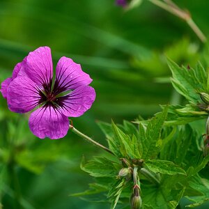 Flower - Longwood - 05242025 - 41.jpg