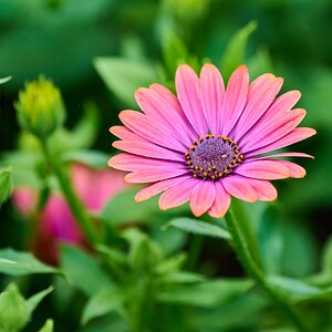 Flower - Longwood - 05242025 - 12.jpg