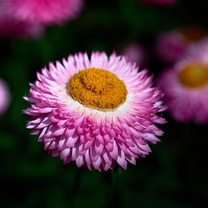 Flower - Longwood - 05242025 - 17.jpg