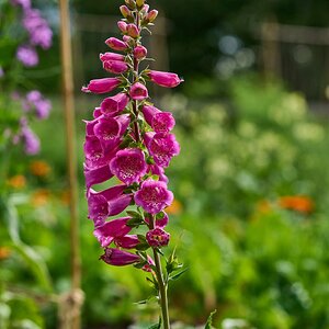 Flower - Longwood - 05242025 - 38.jpg