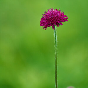 Flower - Longwood - 05242025 - 25.jpg