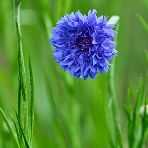 Flower - Longwood - 05242025 - 30.jpg