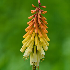 Flower - Longwood - 05242025 - 39.jpg