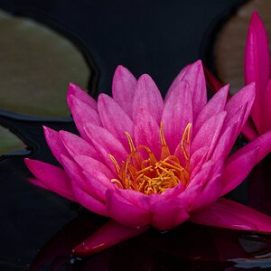 Shell Pink - Longwood - 05242025 - 01.jpg