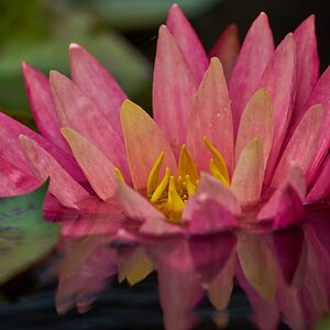 Ororata Luciana Waterlily - Longwood - 05242025 - 01.jpg