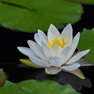 Arc-en-ciel Waterlily - Longwood - 05242025 - 01.jpg