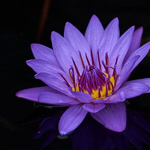 Director George T Moore Waterlily - Longwood - 05242025 - 02.jpg