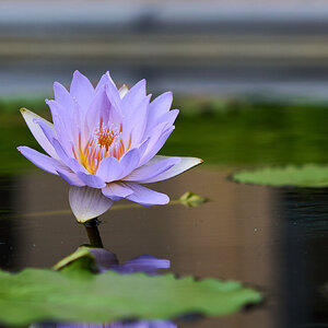 Henry Shaw Waterlilly - Longwood - 05242025 - 01.jpg