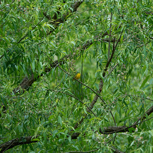 Yellow Warbler - Longwood - 05242024 - 01 - rDN.jpg