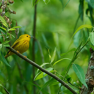 Yellow Warbler - Longwood - 05242024 - 01 - rDN_1.jpg