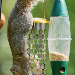 squirrel 2025_1.jpg