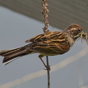 reed bunting 2025_23.jpg