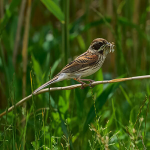 reed bunting 2025_28.jpg