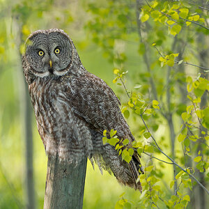 Great-Gray-Owl_DSC1784-Edit.jpg